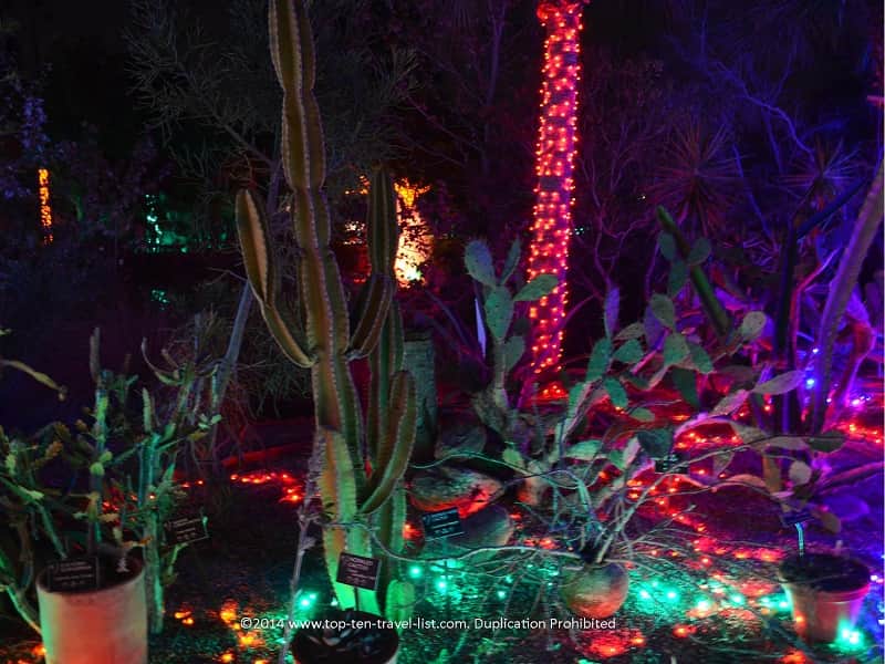 Cactus light display at Florida Botanical Gardens 