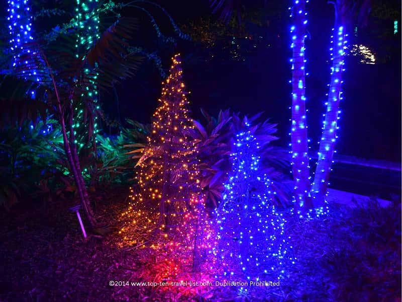 Christmas trees lit up blue and orange at Florida Botanical Gardens