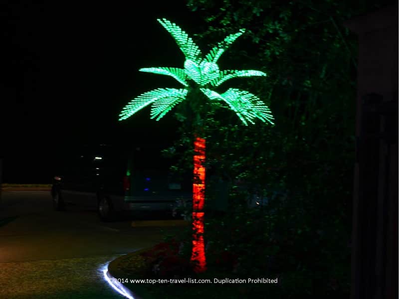 Palm tree Florida Botanical Gardens