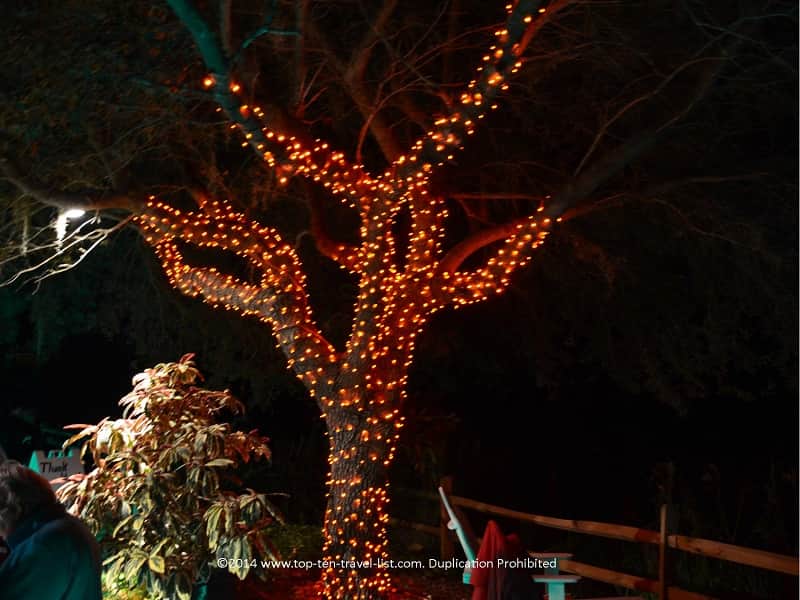 Orange lights at Florida Botanical Gardens