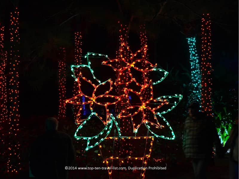 Poinsettia display at Florida Botanical Gardens