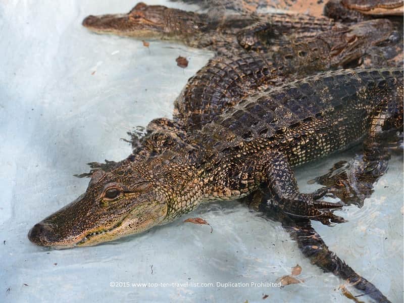 Alligator at Sarasota Jungle Gardens in Sarasota