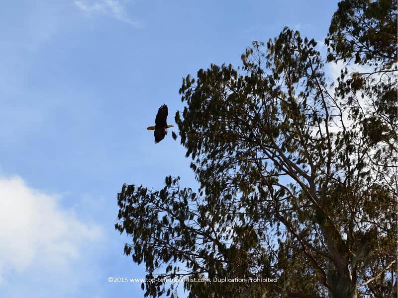 Bald eagle at Circle B Bar Reserve in Lakeland, Florida