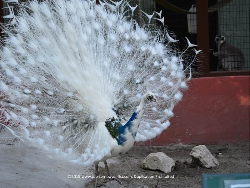 Free roaming peacock at Sarasota Jungle Gardens