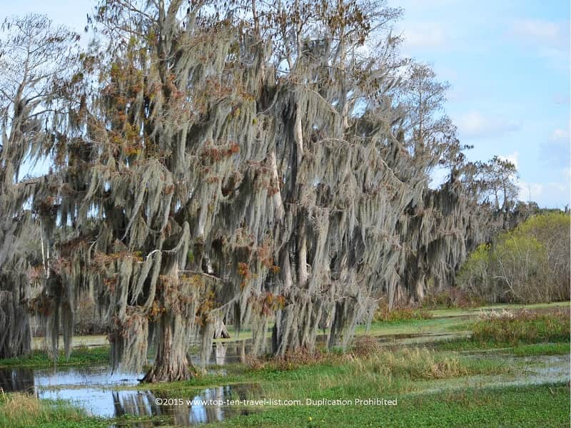 Beautiful moss tree at Circle B. Bar Reserve in Florida