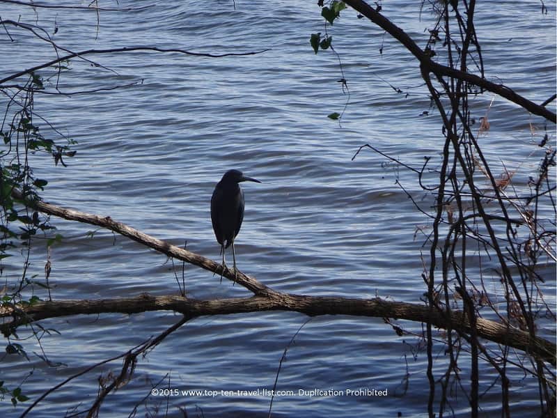 Birdwatching at Circle B Bar Reserve in Florida