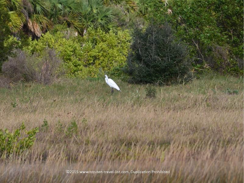 Birdwatching at Robinson Nature Preserve