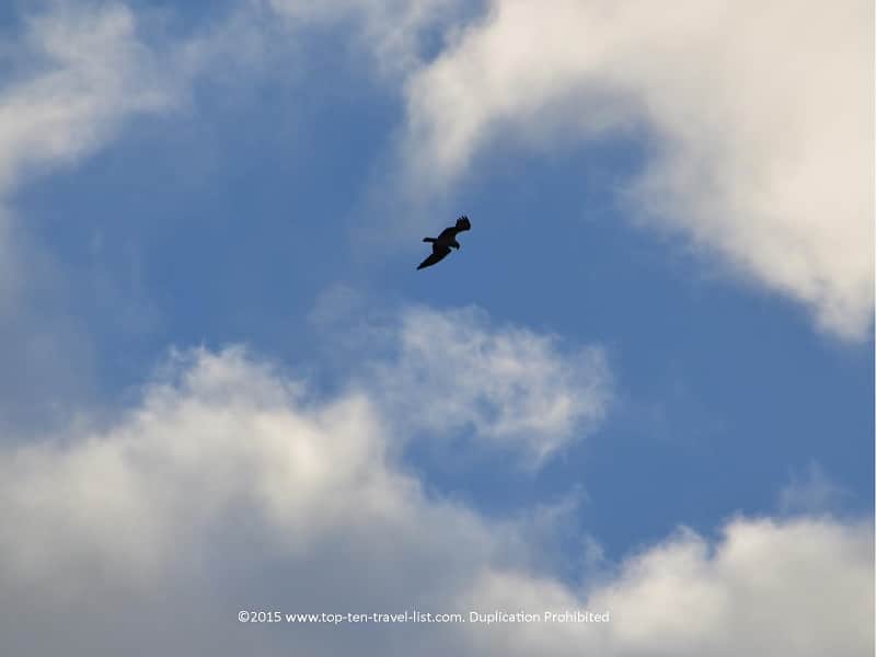 Birdwatching at Robinson Nature Preserve 