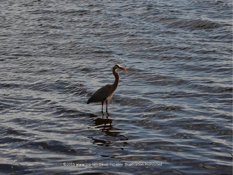 Birdwatching at Circle B Bar Reserve in Florida