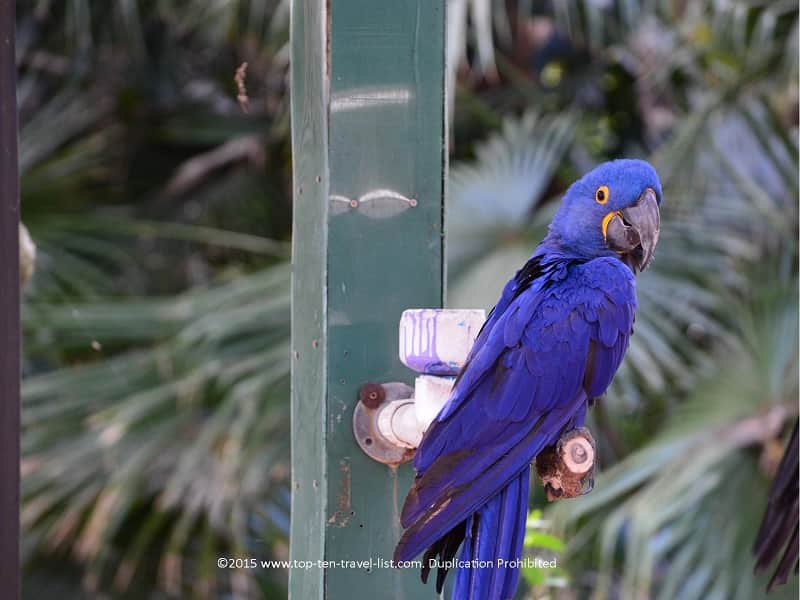Macaw at Sarasota Jungle Gardens