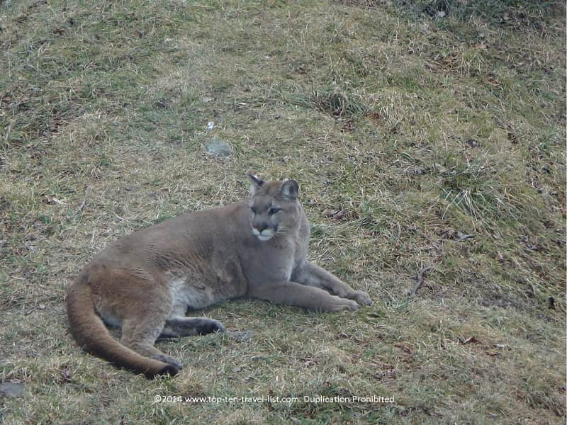 Bobcat at Grandfather Mountain