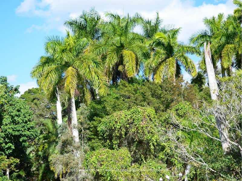 Lush palms at Sarasota Jungle Gardens