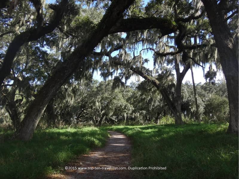 A beautiful canopy of Spanish moss trees at Circle B Bar Reserve in Lakeland