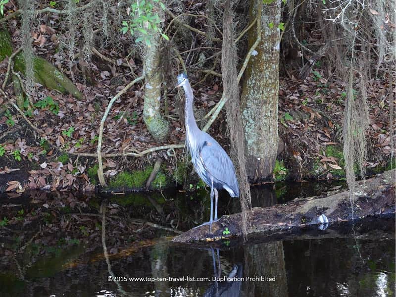 Birdwatching at Circle B Bar Reserve in Lakeland