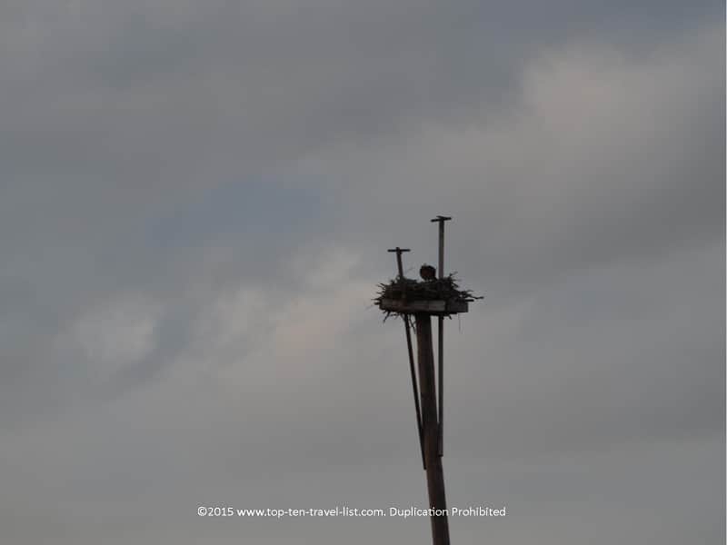 Bald eagle at Robinson Nature Preserve in Florida 