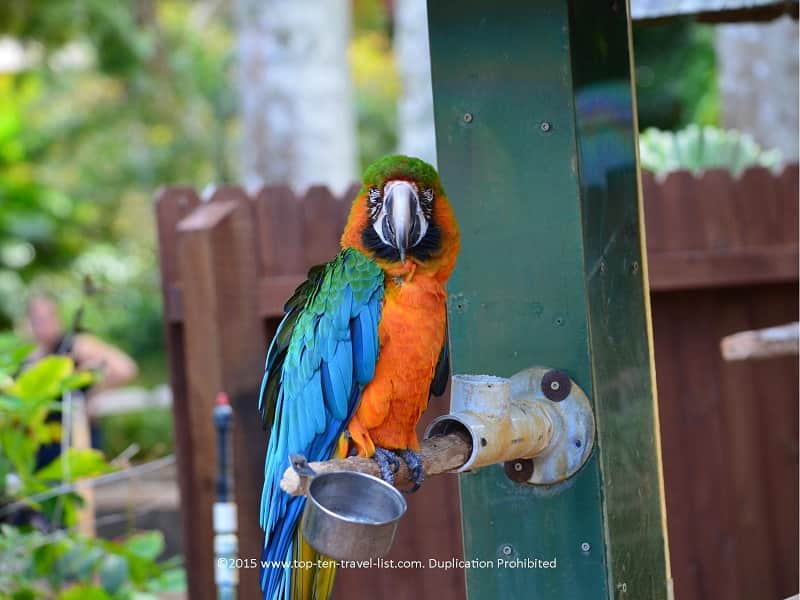 Colorful parrot at Sarasota Jungle Gardens