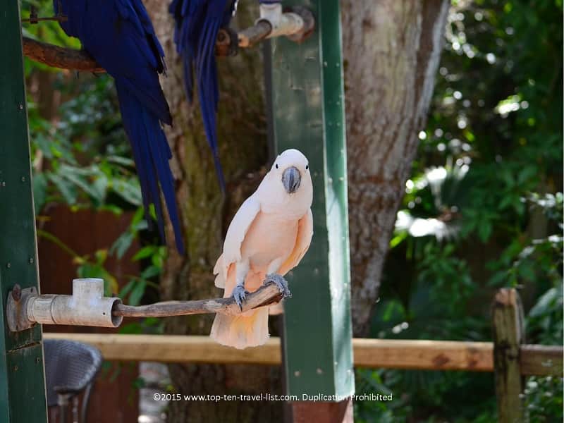 Cockatoo at Sarasota Jungle Gardens
