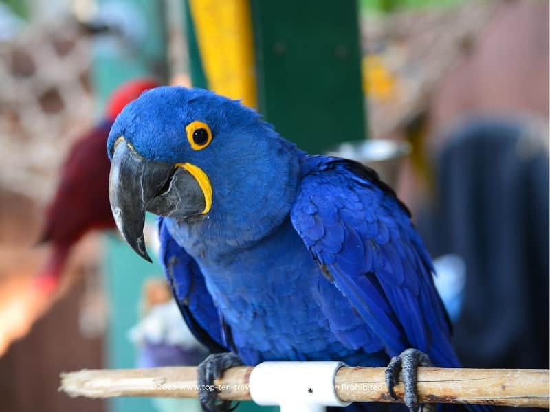 Exotic bird in Sarasota 
