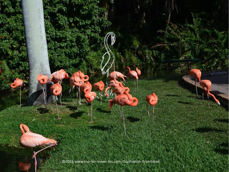 Group of flamingos at Sarasota Jungle Gardens 