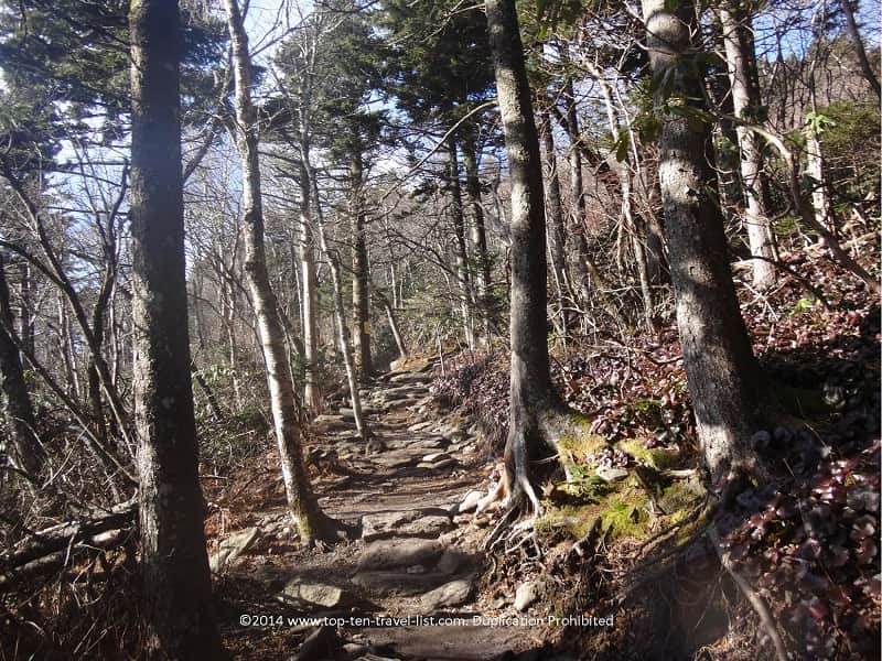 Hiking trail at Grandfather Mountain 
