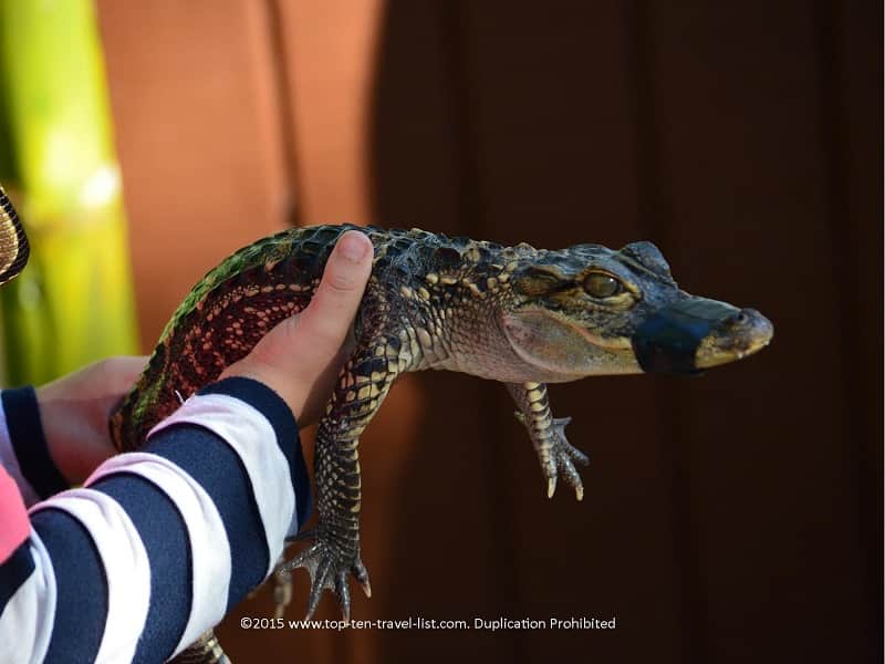 Holding a baby alligator at Sarasota Jungle Gardens