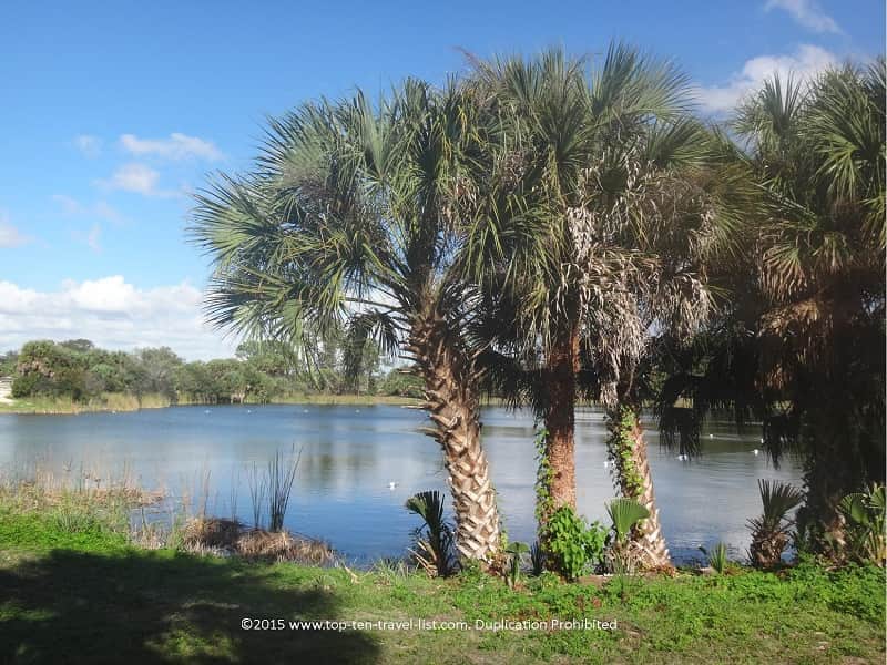 Pretty views of Lake Osprey at Oscar Scherer State Park 