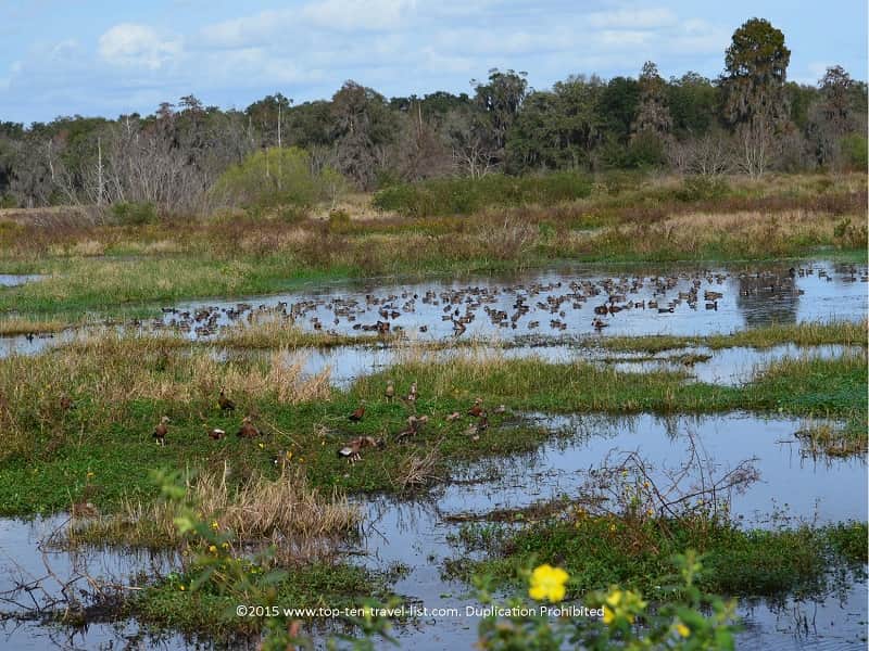 Marsh views at Circle B Bar Reserve in Florida