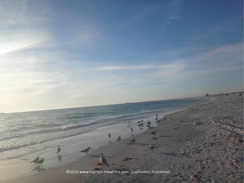 Lots of birds at Lido beach 