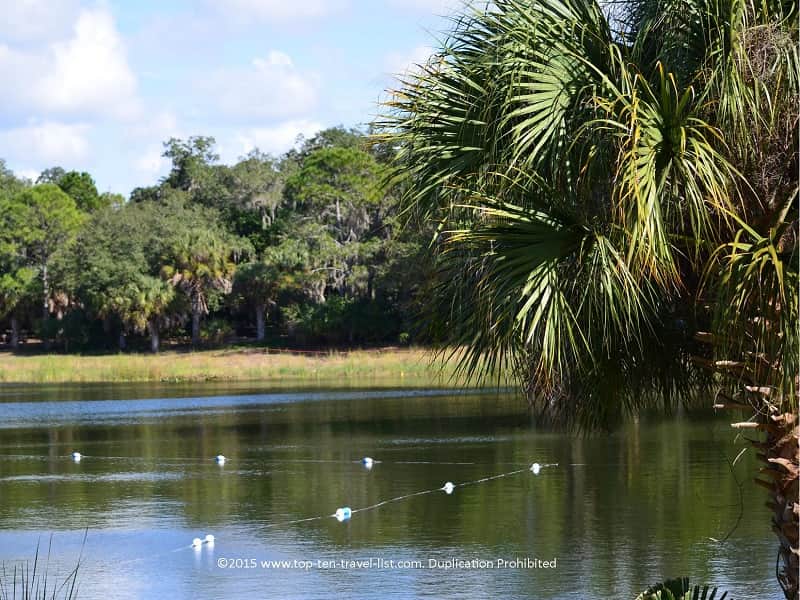 Palm trees and Lake views at Oscar Scherer State Park in Osprey, Florida