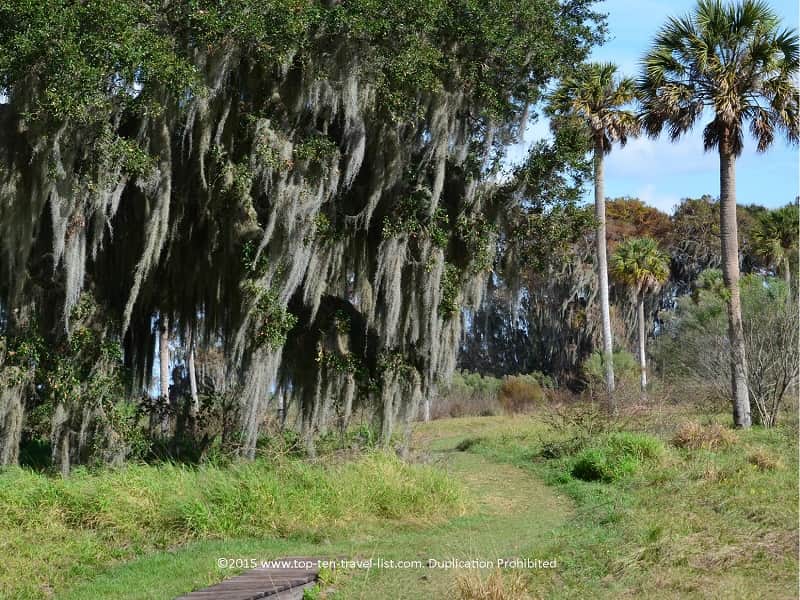 Pretty green scenery along a trail at Circle B Bar Reserve in Lakeland