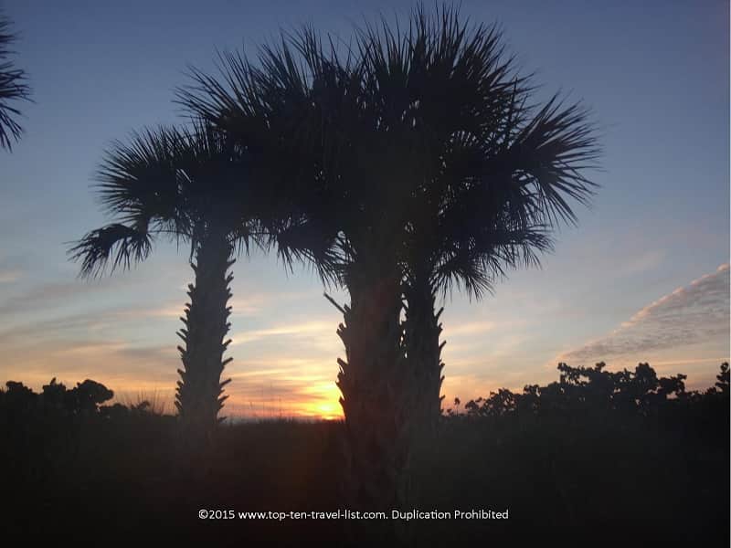 Palm trees at Lido Beach 