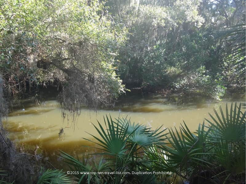 Creek view at Oscar Scherer Park 