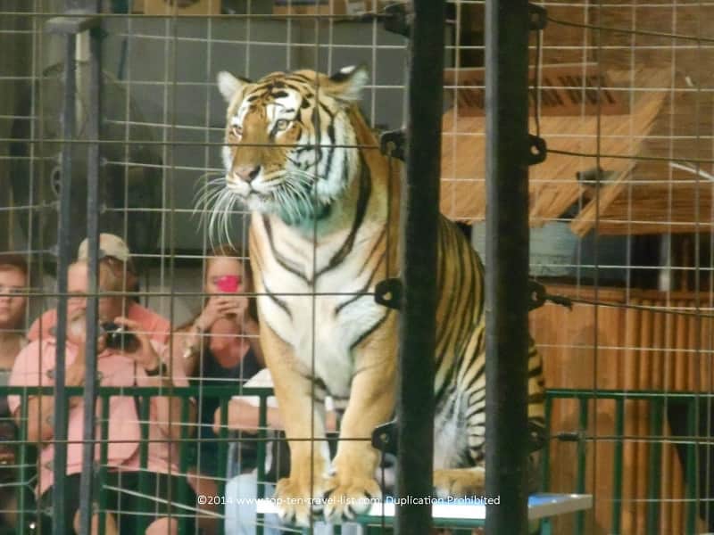 Tiger on stand at Big Cat Sanctuary 