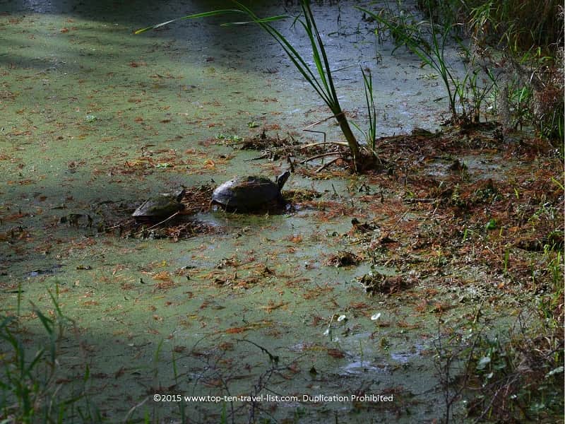 Gopher tortoise baby sighting at Circle B Bar Reserve in Lakeland