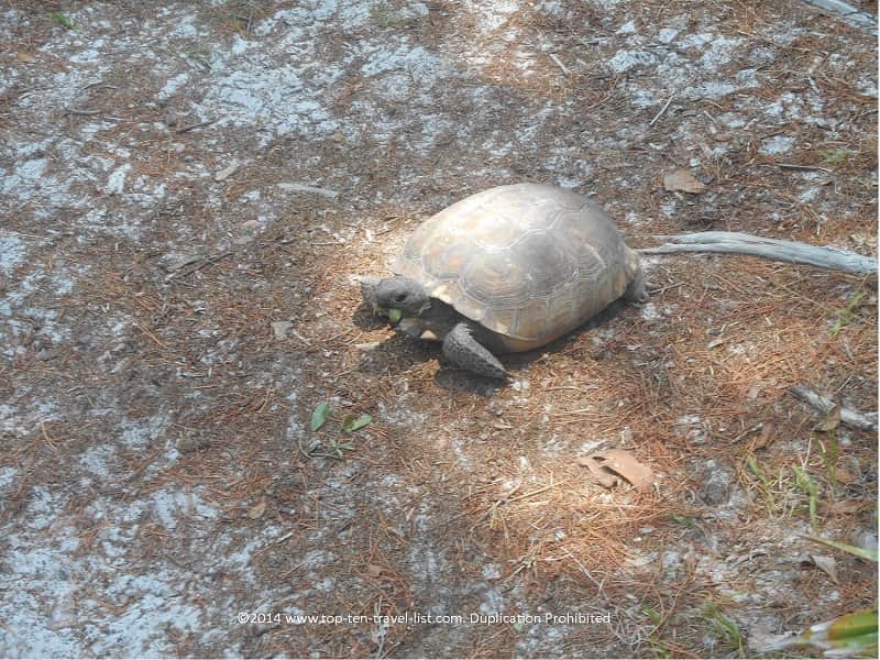 Gopher tortoise in Florida 