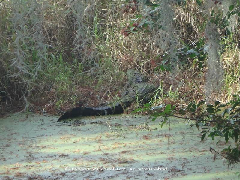 Gator full body shot at Circle B Bar Reserve