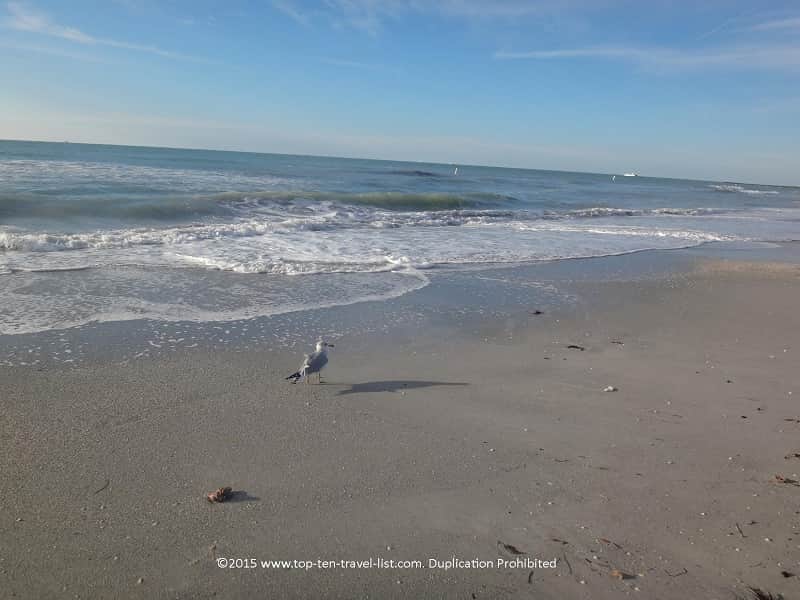 Bird enjoying the day at Sand Key State Beach in Clearwater 