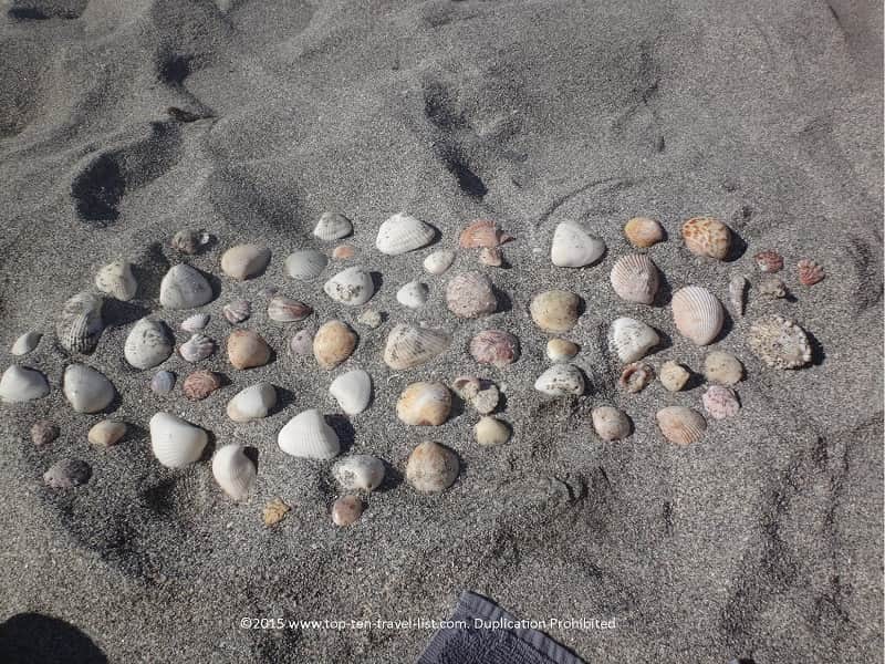 Seashells on Turtle Beach