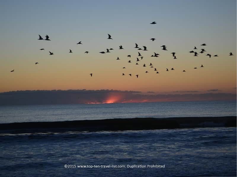 Birds flying over the sun in Amelia Island, Florida