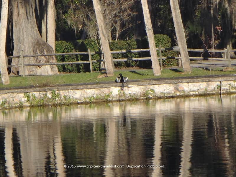 Birdwatching at Silver Springs State Park in Ocala