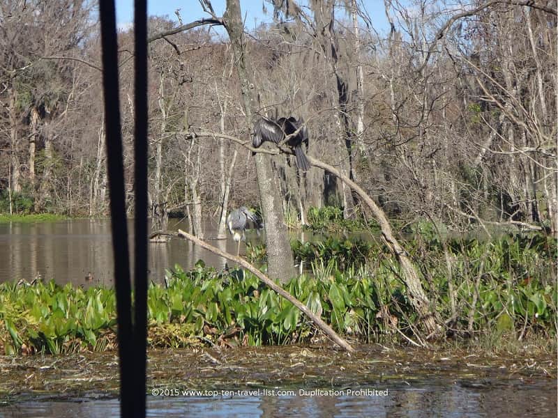 Birdwatching at Silver Springs State Park in Ocala