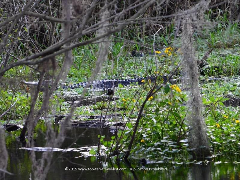 Gator along Alligator Alley at Circle B Bar Reserve