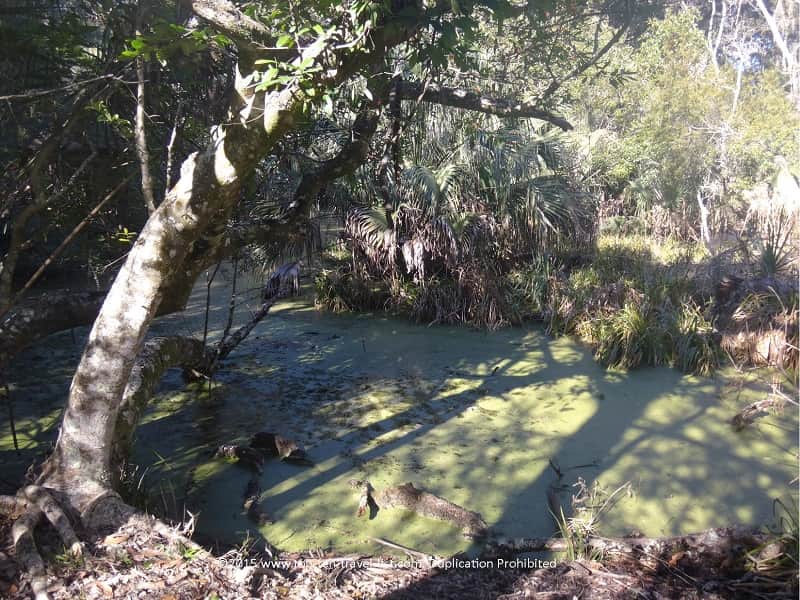 Swamp on Ft. Clinch State Park hiking trail
