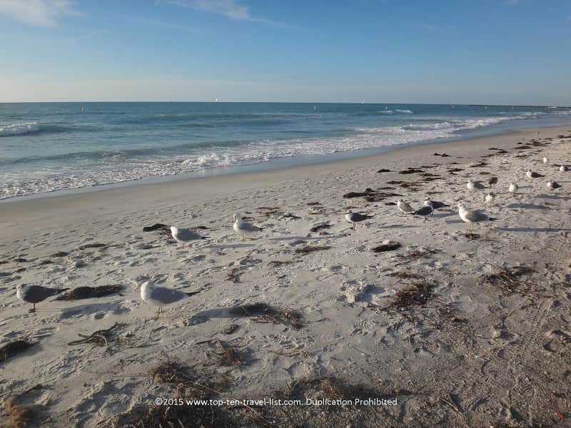 Lots of birds at Sand Key Beach