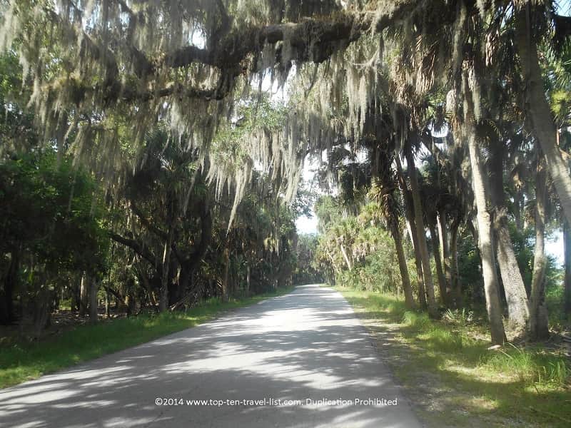 Moss trees lining the drive around gorgeous Myakka River State Park.