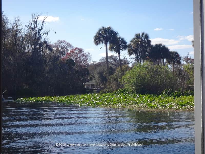 Views of palms from the Silver springs glass bottom boat ride