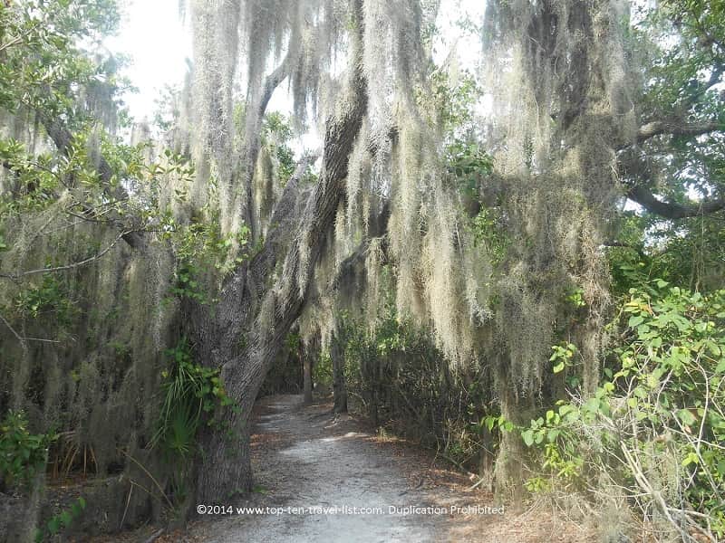 Trees on the trail at Weedon Island Preserve