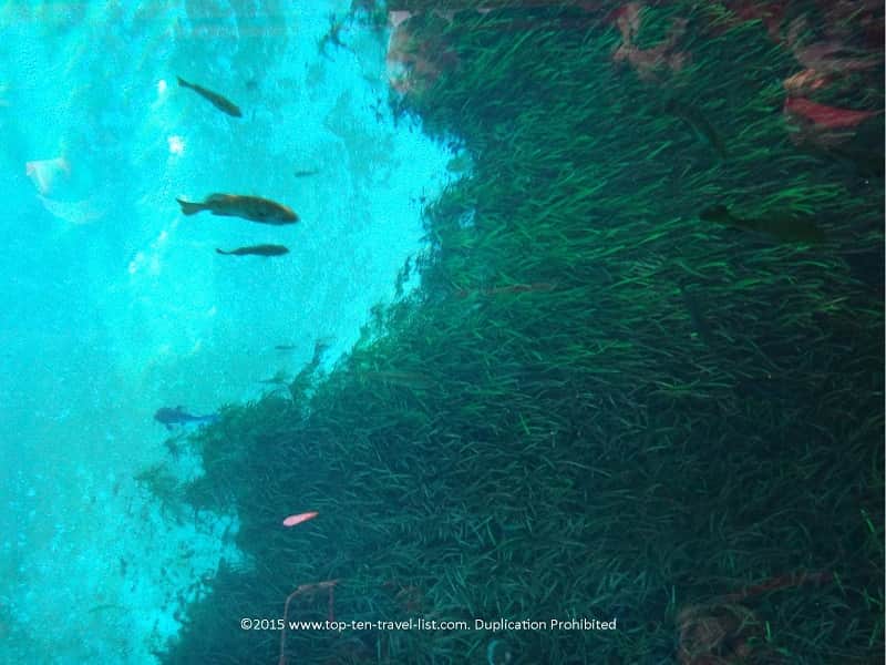 Views of fish from the Glass Bottom Boat Ride at Silver Springs State Park in Ocala