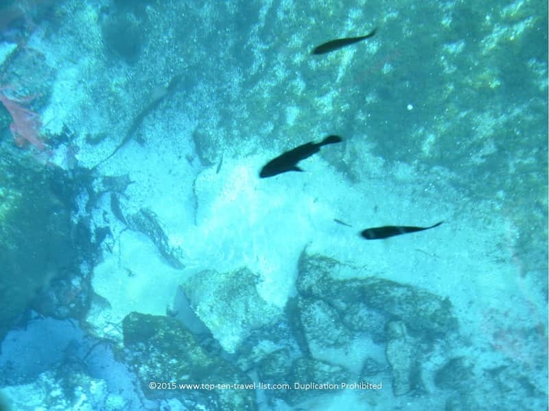 Views of fish from the Glass Bottom boat ride at Silver Springs State Park in Ocala