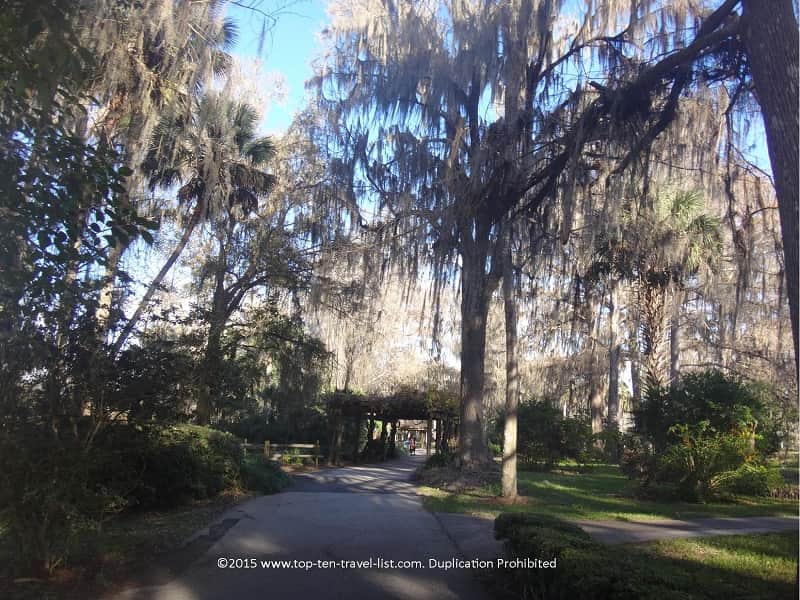 Relaxing views and lots of trees on the nature trail at Silver Springs State Park 